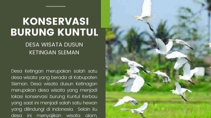 Proses Menulis Infografis Mengenai Eksplorasi Desa Wisata Dusun Ketingan Sebagai Area Konservasi Burung Kuntul Kerbau